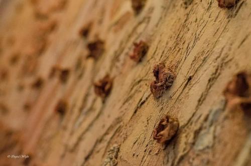 a close up of a wooden floor with insects on it at B&B Terre Di Bea in Pederobba