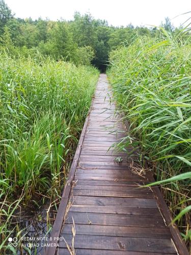 a wooden path through a field of tall grass at Apartameny Wiktoria i Nikola w Karwiku in Pisz