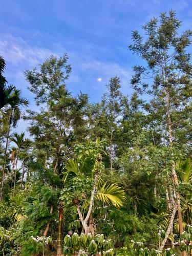 a group of trees with a blue sky in the background at Green Castle in Gonikoppal