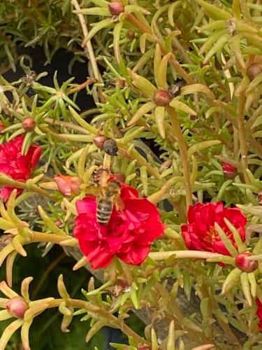 Jardín al aire libre en Gólyásház apartman