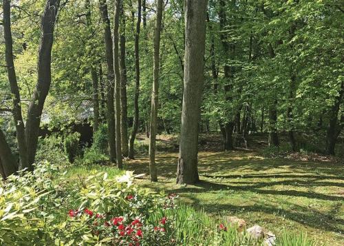 a forest with trees and flowers in the grass at Hideaway Lodges in Boʼness