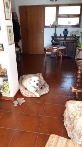 een hond in een hondenbed op de vloer bij Da Franca in Assisi