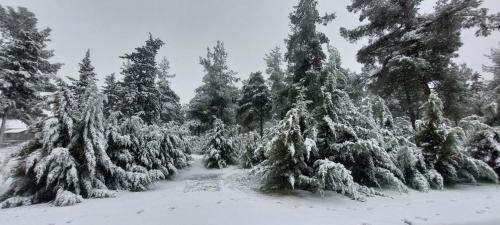 a group of trees covered in snow at Gate Away B&B Units - המקום באל רום in El-Rom