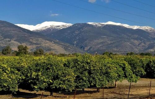 a row of trees in front of snowy mountains at Suites in the Galilee in Qiryat Shemona