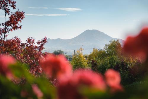 a mountain in the distance with flowers in the foreground at Hotel Gasthof Brandstätter in Salzburg