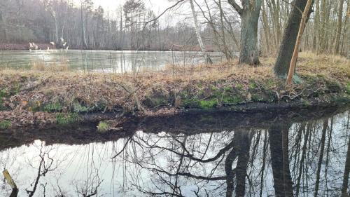 une masse d'eau avec quelques arbres et quelques herbes dans l'établissement Romantische Ferienwohnung im Herrenhaus Wüstenhain Spreewald, à Vetschau/Spreewald