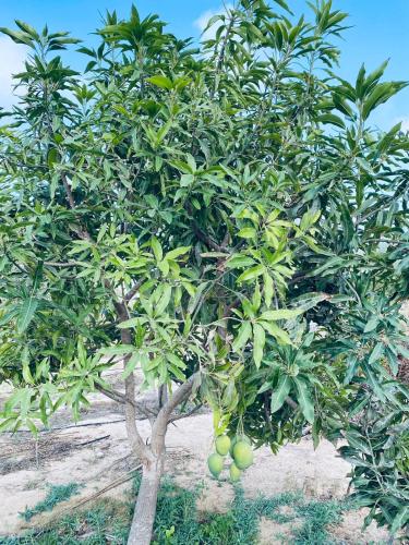 a mango tree with lots of green fruit on it at private farmhouse Tent Room in Al Rahba