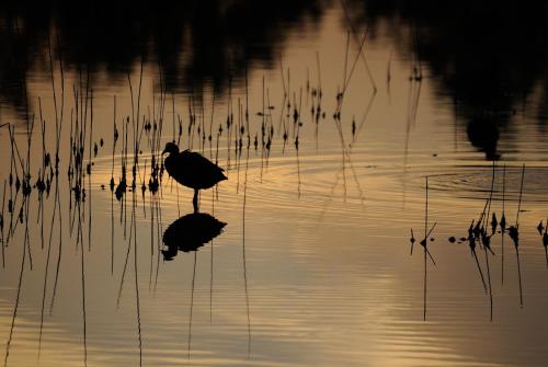 een vogel die bij zonsondergang in het water staat bij Da la Nada in Goro