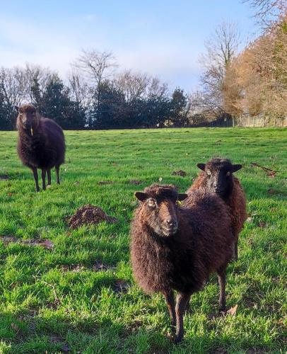 Altri animali domestici presso l'affittacamere o nei dintorni