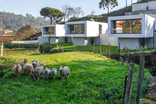 a herd of sheep standing in the grass in front of a house at Viana do Castelo - Amonde Village - Casa L - Disfrute da Natureza in Amonde