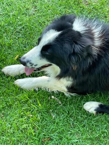a black and white dog laying in the grass at At the River Guest House in Kroonstad
