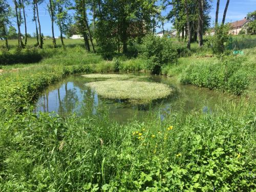 a pond in the middle of a field with plants at Spacious apartment in old farm close to Lac de Vouglans in La Tour-du-Meix