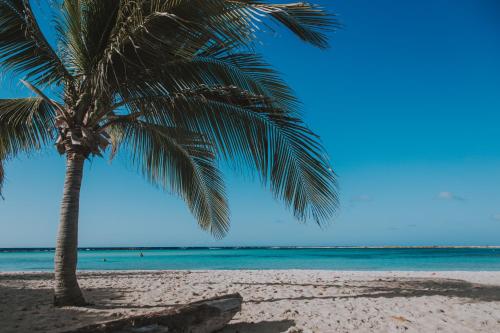 a palm tree on a beach with the ocean at Aruba Dreams Take Me Away Studio in Oranjestad