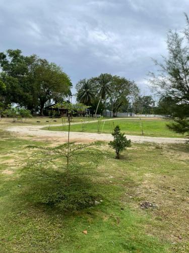 a small tree in the middle of a field at Casa Lena in Cherating