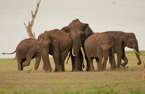 a herd of elephants walking in a field at Red Earth Kabini in Begūr