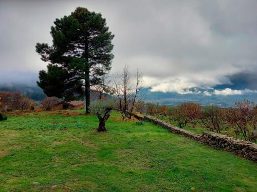 a tree in a field with a stone wall at La Cirujana de Gredos in San Esteban del Valle