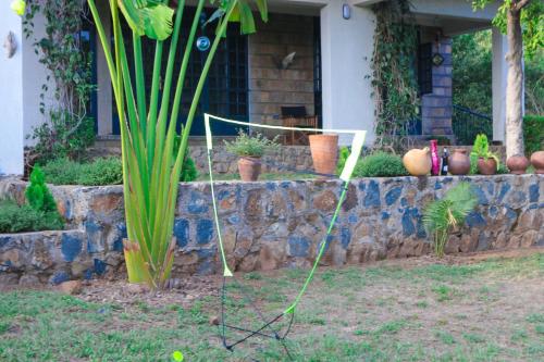 a plant in a yard next to a stone wall at PachobyDaisy in Awasi
