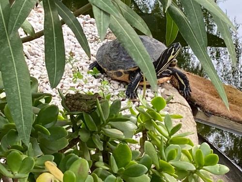 una tortuga sentada sobre un árbol en Stay in Paradise Luxury Apartment, en Marbella