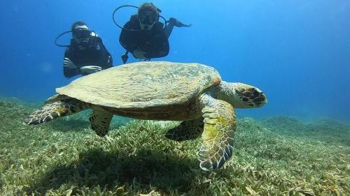 Επισκέπτες που μένουν στο Bait Alaqaba dive center & resort