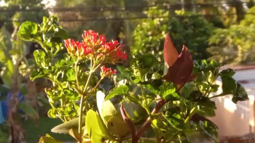 a red flower on a plant with green leaves at Casa Lumière in Bocas del Toro