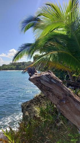 a palm tree on a beach with the ocean at Casa Lumière in Bocas del Toro
