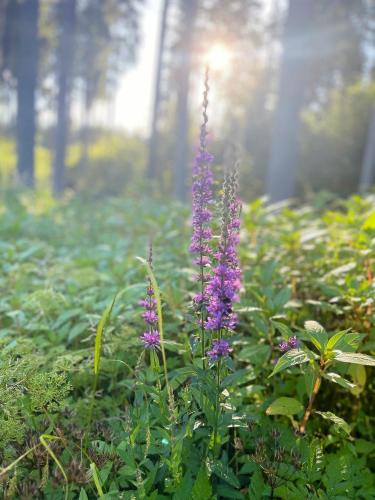 a plant with purple flowers in a forest at Adam & Eva Gasthof Paradies mit Hotel in Vogt