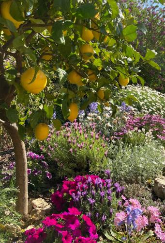 an orange tree in a garden with flowers at Un palmier à sa fenêtre in Grasse