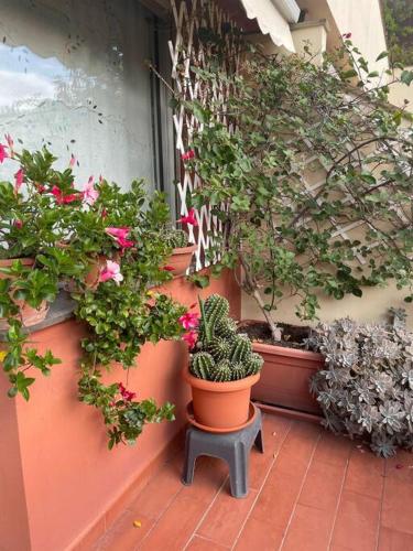 a group of potted plants on a patio at La casa di Teri a Chiavari in Chiavari