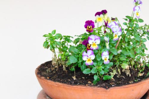 a flower pot with purple and white flowers in it at PIUMABLU in Campi Bisenzio