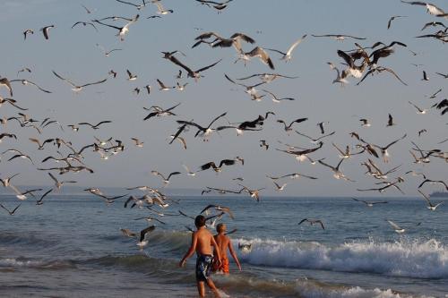 two people walking on the beach with a flock of birds at Caparica Sun Centre in Costa da Caparica
