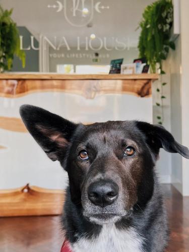 un perro blanco y negro sentado frente a una mesa en Luna House, en Cascais