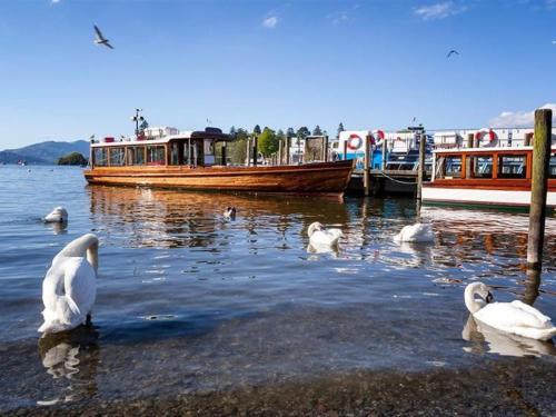 a group of swans in the water with a boat at 3 West End Boutique Apartment in Bowness-on-Windermere