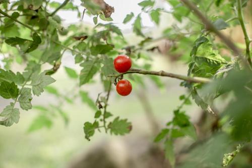 two red berries on a branch of a tree at Cerro Tusa Glamping in Titiribí