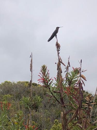 a bird perched on top of a tree at Horizonte Infinito in Tunquen