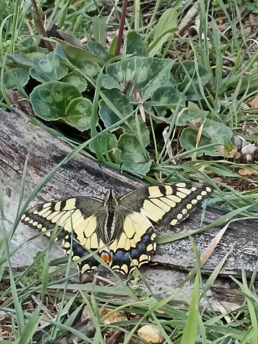 a butterfly laying on the ground in the grass at אהבתה גלמפינג של אהבה בעמק האלה in Ẕafririm