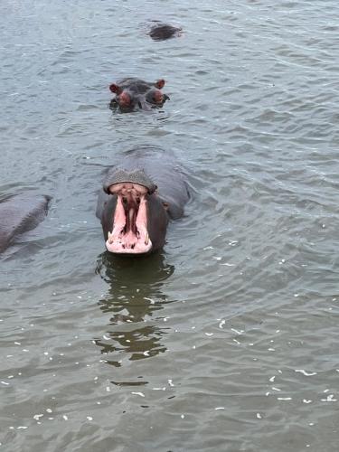 a hippopotamus in the water with its mouth open at Whalesong Guest House in St Lucia