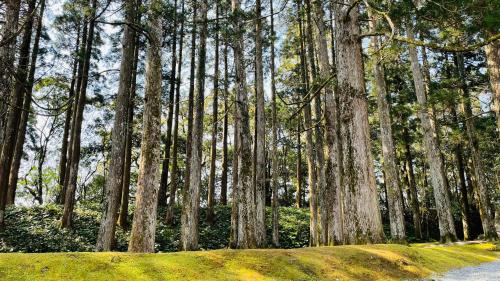 a forest of tall trees with grass in the foreground at Route Inn Grantia Aoshima Taiyokaku in Miyazaki