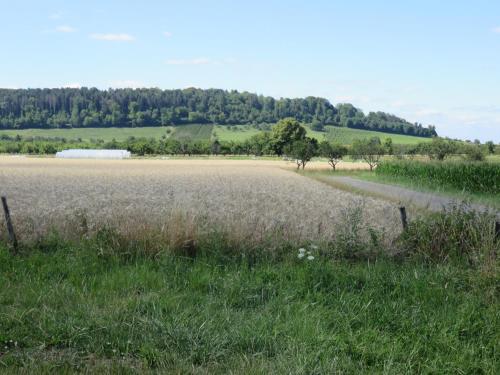 a field of grass with a road in the middle at Gîte de la fontaine in Saint-Rémy-la-Calonne