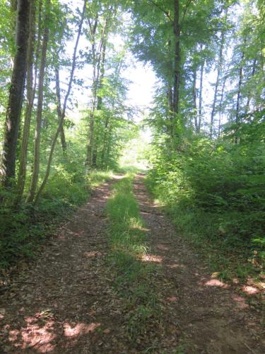 a dirt road in the woods with trees at Gîte de la fontaine in Saint-Rémy-la-Calonne