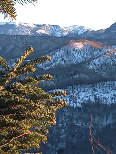 a pine tree with mountains in the background at Guesthouse Selini in Vitsa