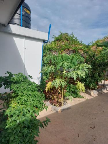 a wall covered in plants next to a building at Nungwi appartement- house in Nungwi