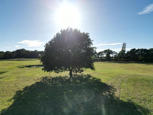 a tree in a field with the sun behind it at B&B Little Creek in Renesse