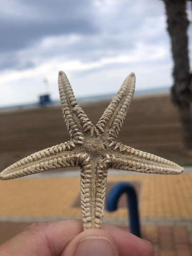 a person holding a starfish in front of a beach at Casa Luna - Sea view apartment Bolnuevo in Bolnuevo