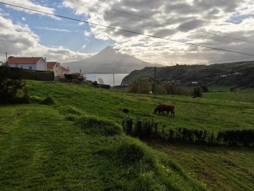 a horse grazing in a field with a mountain in the background at Apartamentos Praia do Almoxarife in Horta