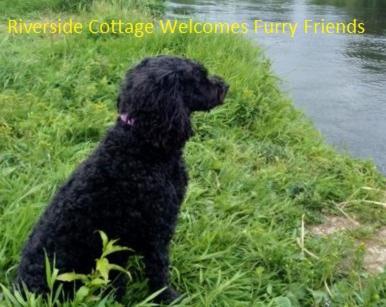 a black dog sitting in the grass by the water at Riverside Cottage at Logwood Mill in Ballyclare
