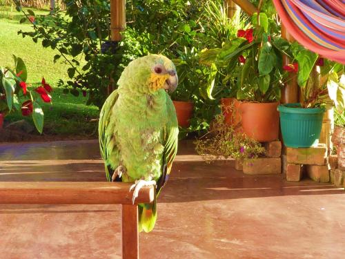 a green parrot sitting on a wooden bench at Finca El Cielo in San Agustín