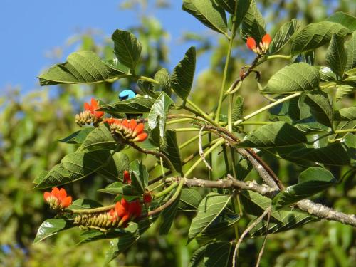 a tree with orange flowers and green leaves at Finca El Cielo in San Agustín