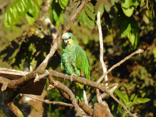 a green bird perched on top of a tree branch at Finca El Cielo in San Agustín