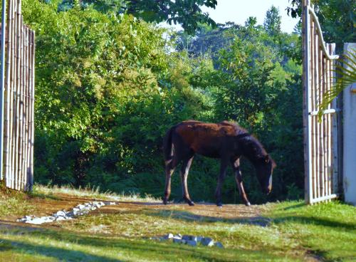 a horse grazing in the grass near a fence at Finca El Cielo in San Agustín