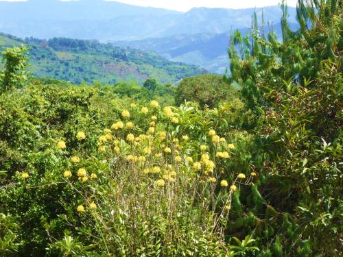 a field of plants with mountains in the background at Finca El Cielo in San Agustín